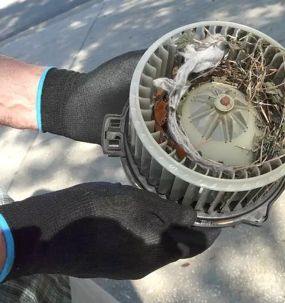 About Air Duct Mice Removal in Palm Valley, FL